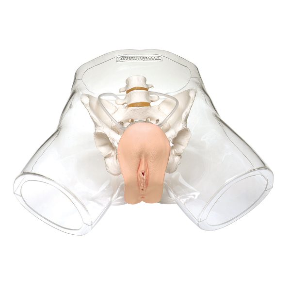 Transparent Female Catheter Model