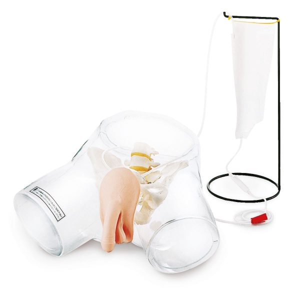 Transparent Male Catheter Model