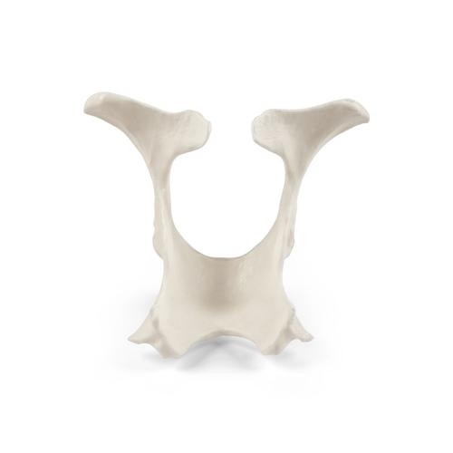 Bovine Pelvis