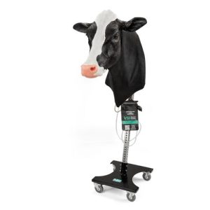 Holstein Venipuncture Intramuscular Injection with Stand