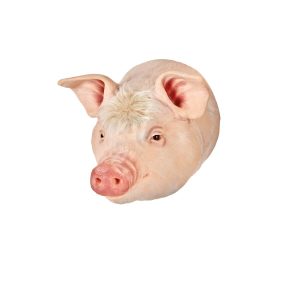 Market Hog Captive Bolt Gun