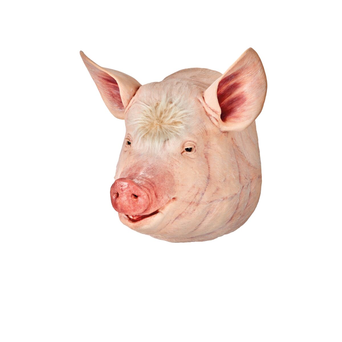 Sow Captive Bolt Gun