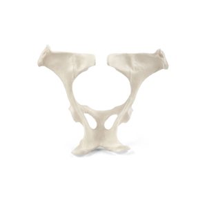 Equine Colic Pelvis