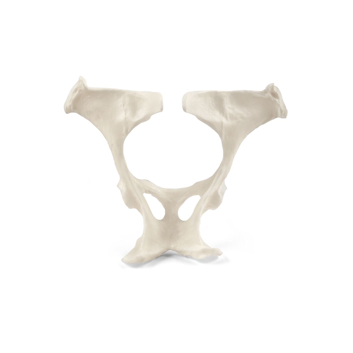 Equine Colic Pelvis