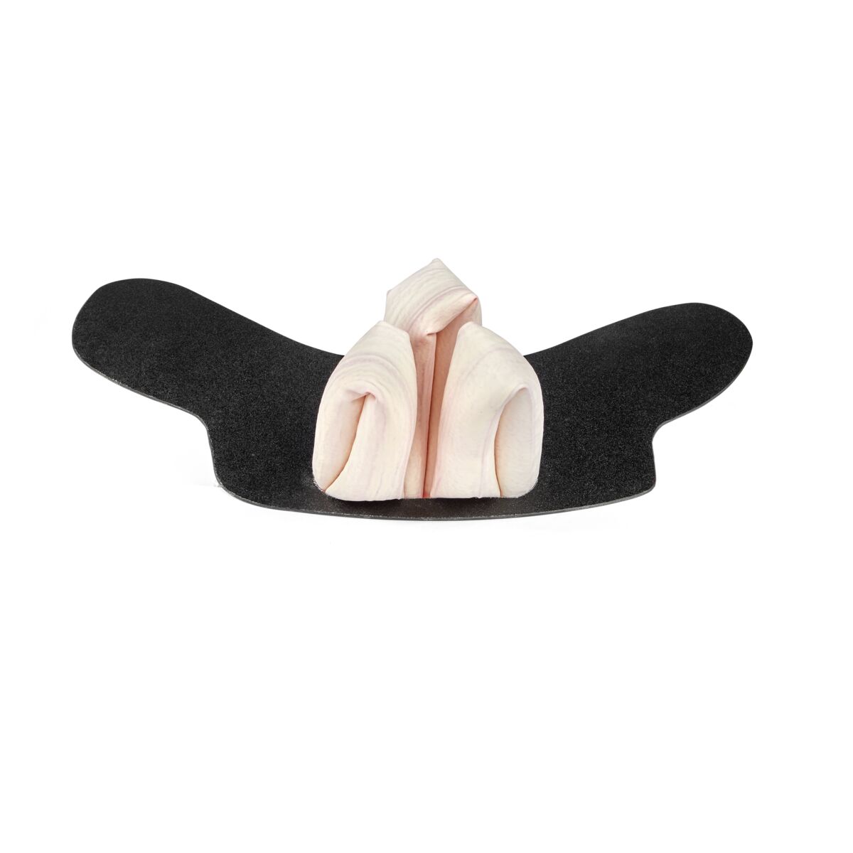 Equine GI Tract with Small Intestine