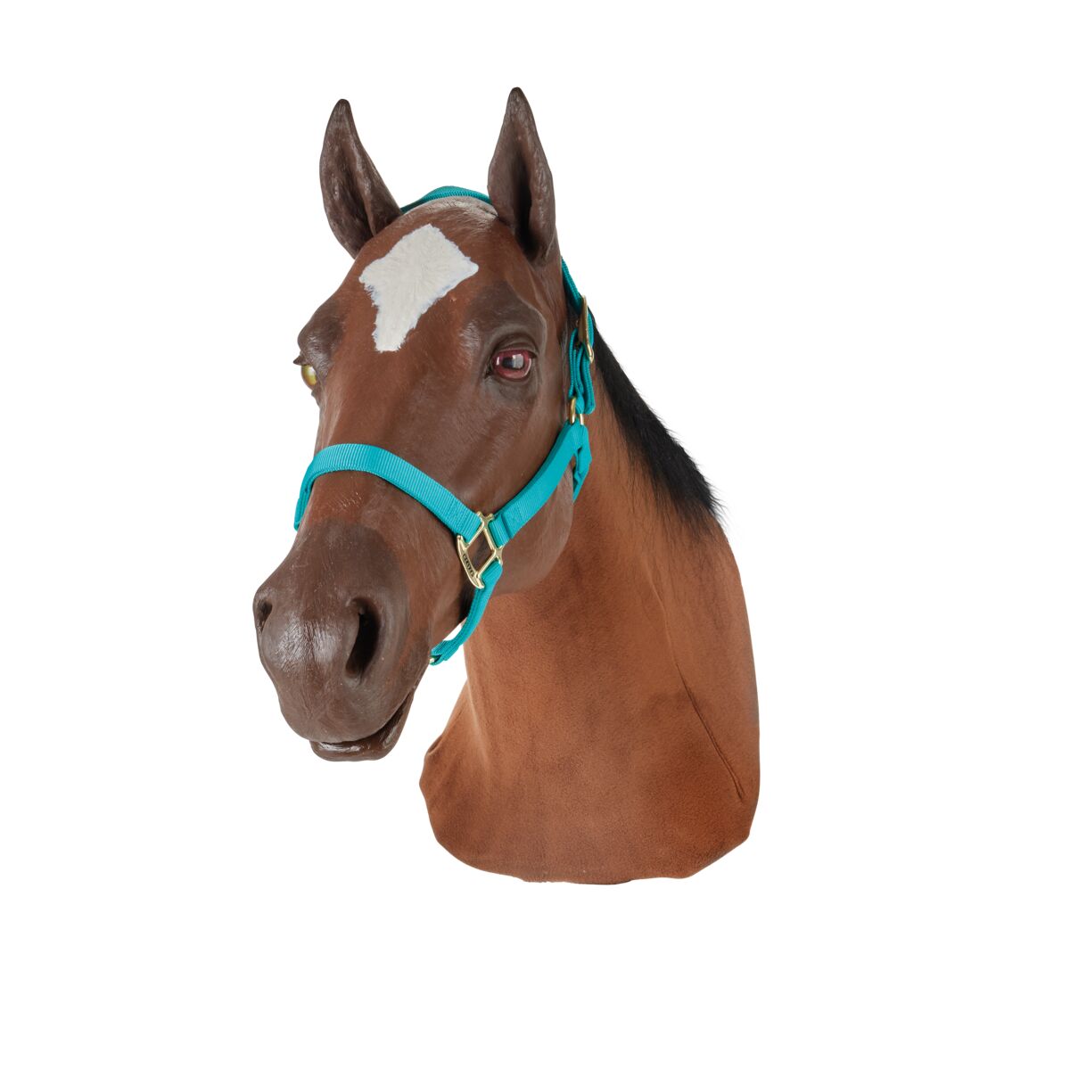 Equine Nasogastric with Venipuncture and Intermuscular Injection Model