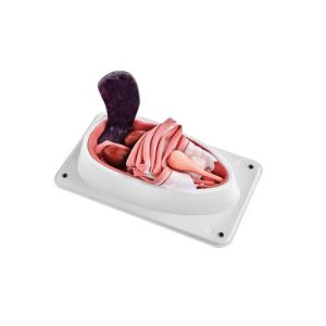 Canine Spay Simulator