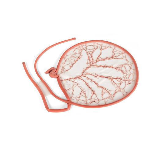 Canine GI Tract