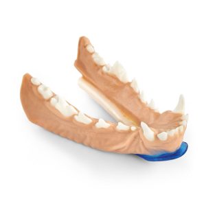 Canine Scaling/Polishing - Mandible