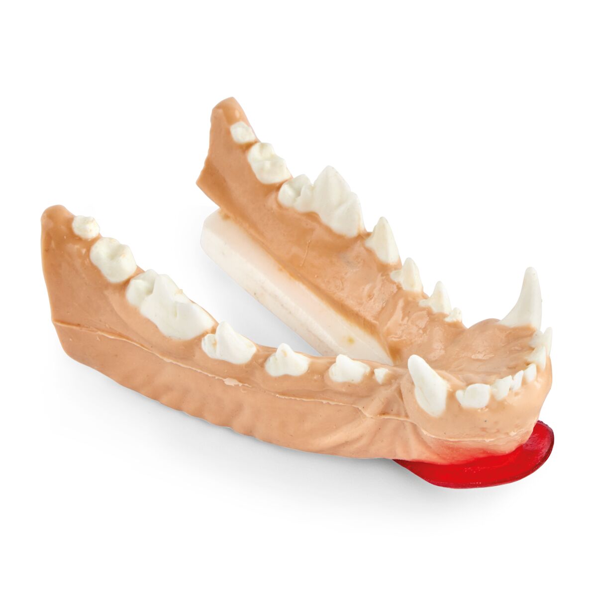 Canine Surgical Mandible