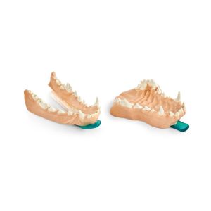Canine X-ray Jaw Set